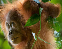 Sumatran Orangutan Society